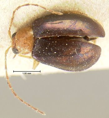 Media type: image; Entomology 18452   Aspect: habitus dorsal view